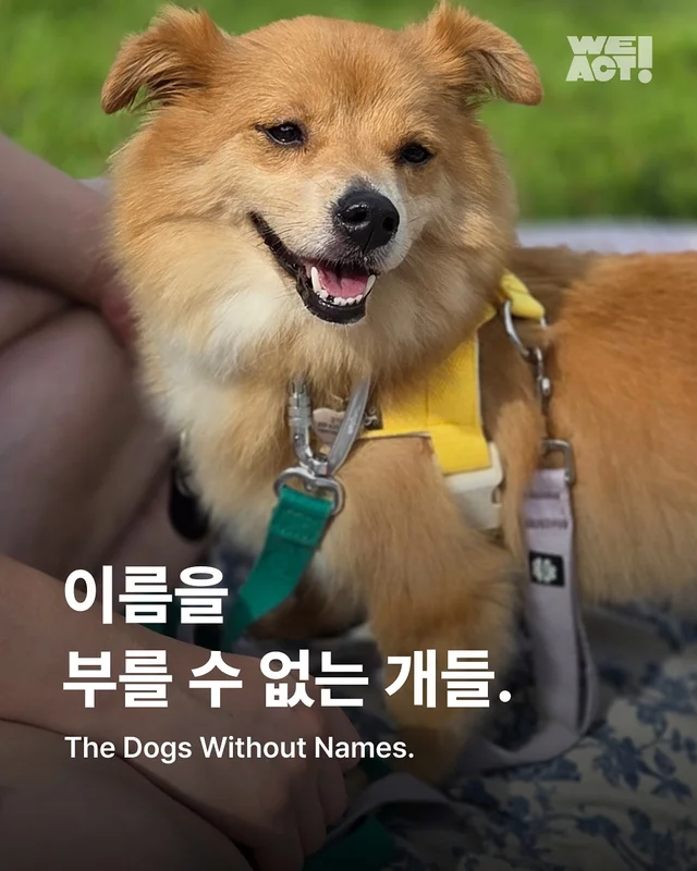 이름을 부를 수 없는 개들 현장 사진