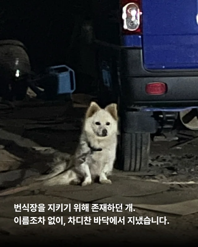 이름을 부를 수 없는 개들 현장 사진