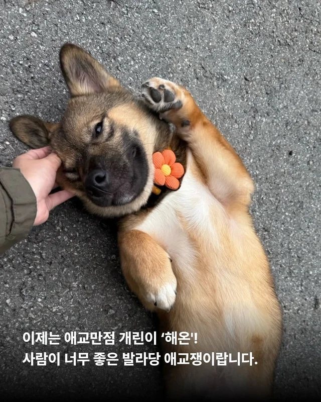 이름을 부를 수 없는 개들 현장 사진