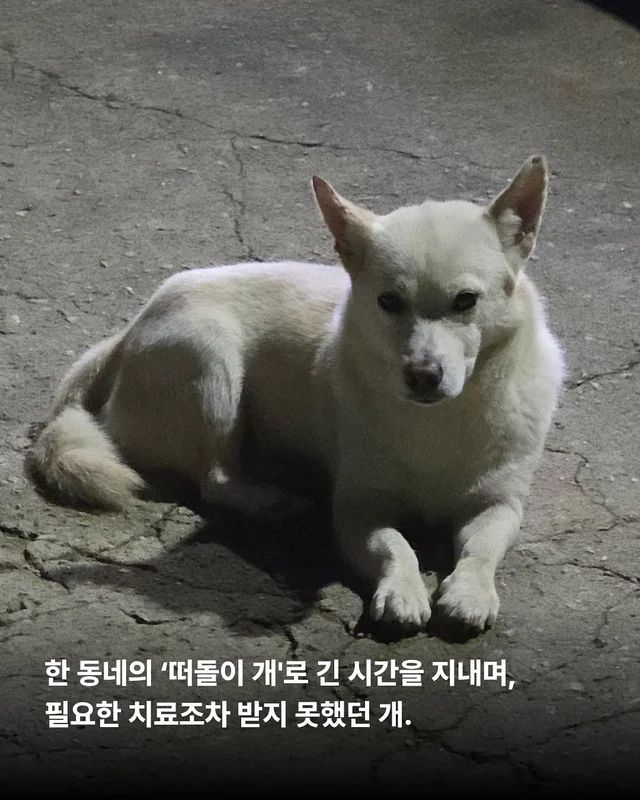 이름을 부를 수 없는 개들 현장 사진