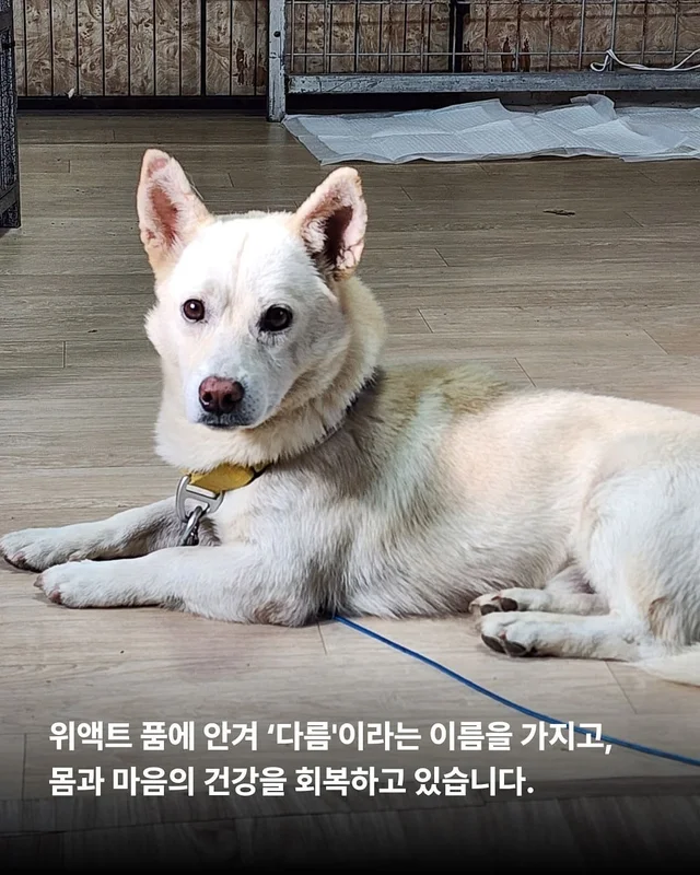 이름을 부를 수 없는 개들 현장 사진