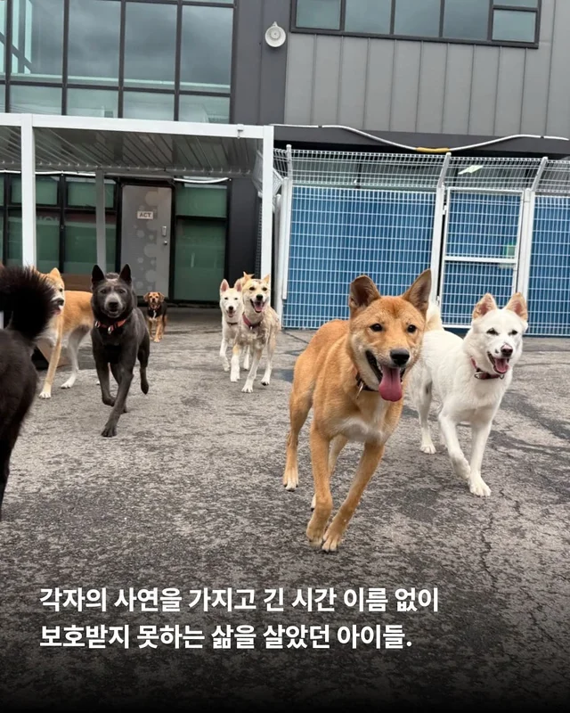 이름을 부를 수 없는 개들 현장 사진