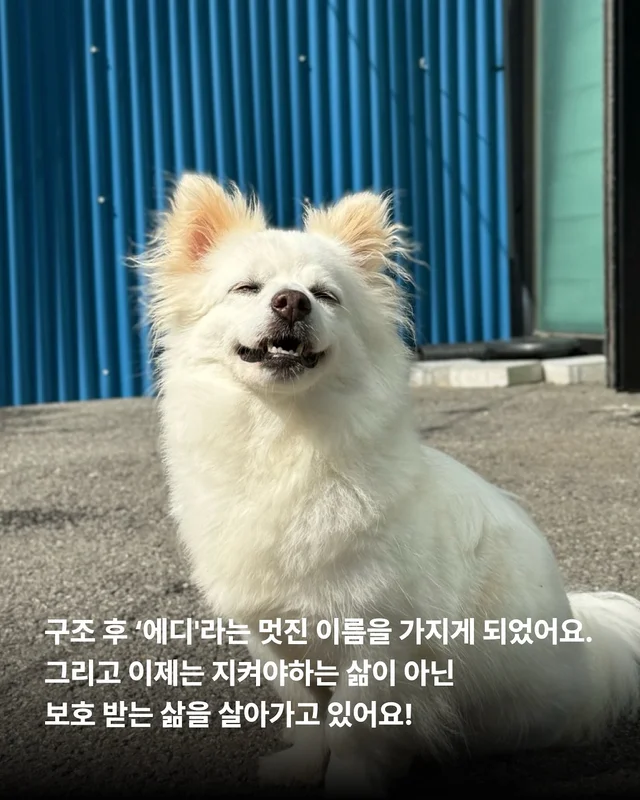 이름을 부를 수 없는 개들 현장 사진