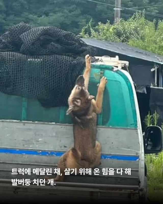 이름을 부를 수 없는 개들 현장 사진