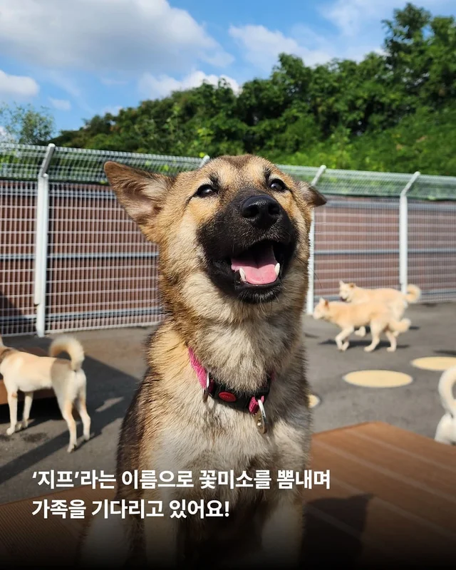 이름을 부를 수 없는 개들 현장 사진