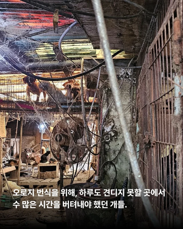 이름을 부를 수 없는 개들 현장 사진