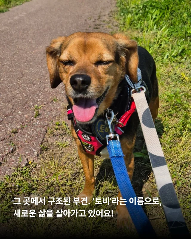이름을 부를 수 없는 개들 현장 사진
