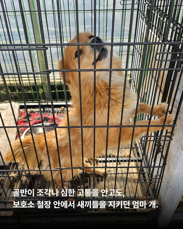 이름을 부를 수 없는 개들 현장 사진