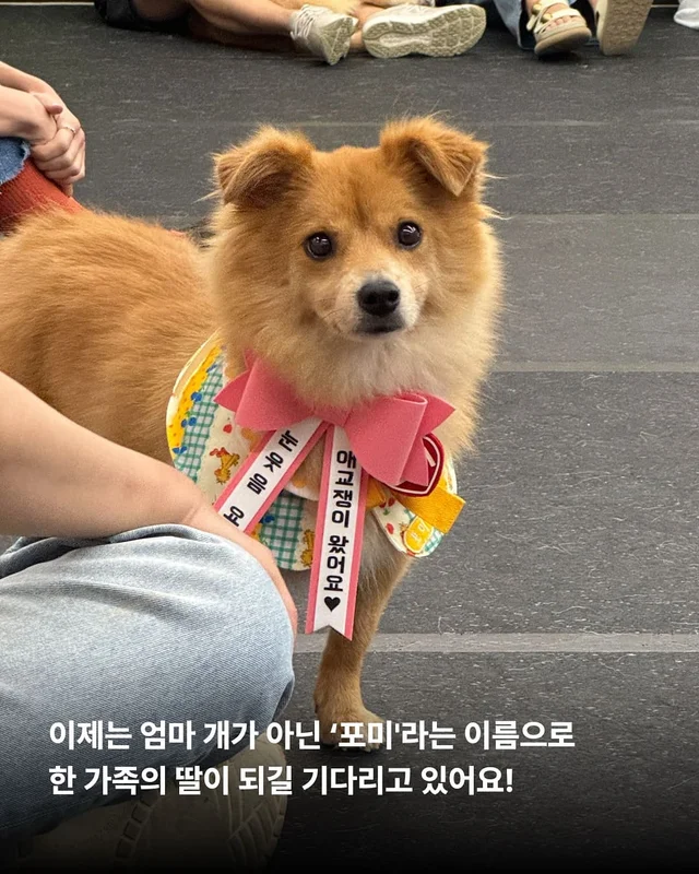 이름을 부를 수 없는 개들 현장 사진