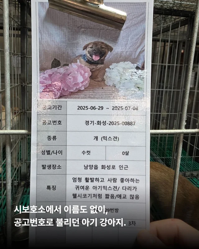 이름을 부를 수 없는 개들 현장 사진