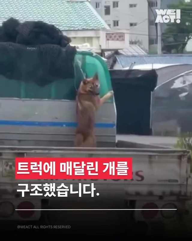 트럭에 매달린 개 현장 사진