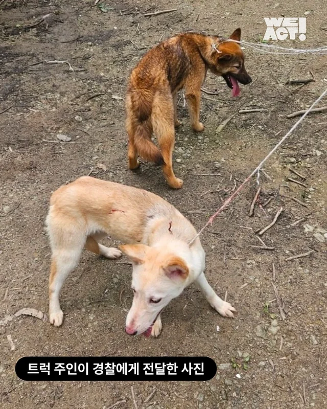 트럭에 매달린 개 현장 사진
