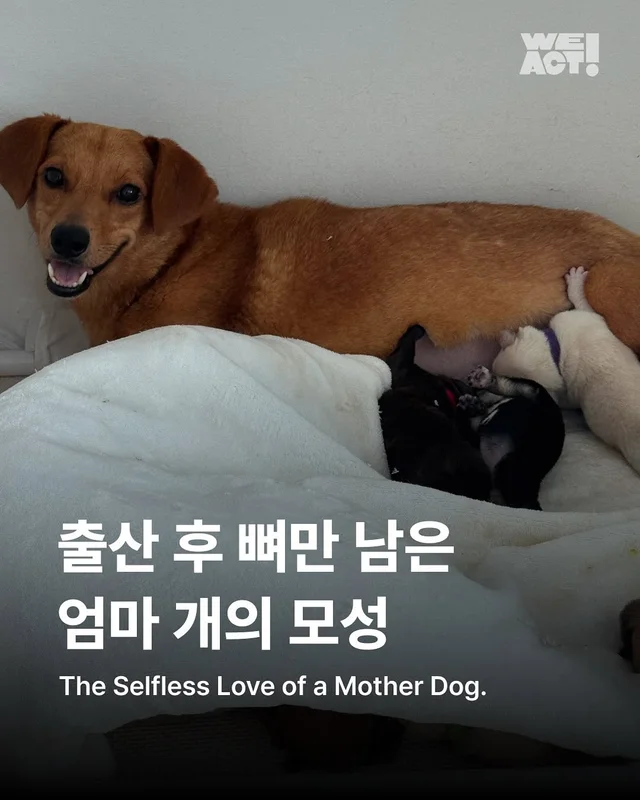출산 후 뼈만 남은 엄마 개의 모성(화성시보호소-위액.. 현장 사진