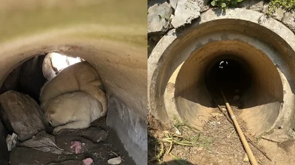 "너도 나와" 배수로 갇힌 형제 부르는 강아지 보도 사진