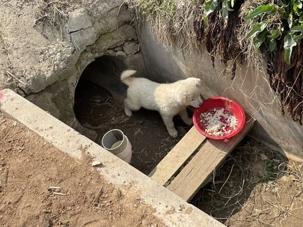 "너도 나와" 배수로 갇힌 형제 부르는 강아지 보도 사진