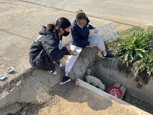 "너도 나와" 배수로 갇힌 형제 부르는 강아지 보도 사진
