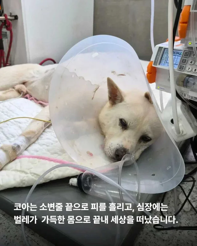 저울 위 무게와 가격이 내 이름입니다. 현장 사진