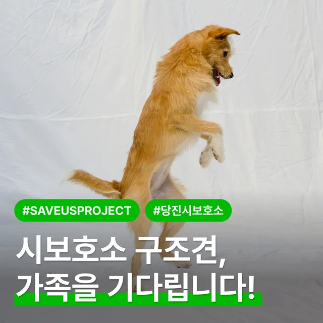 시보호소 구조견, 가족을 기다립니다! 현장 사진