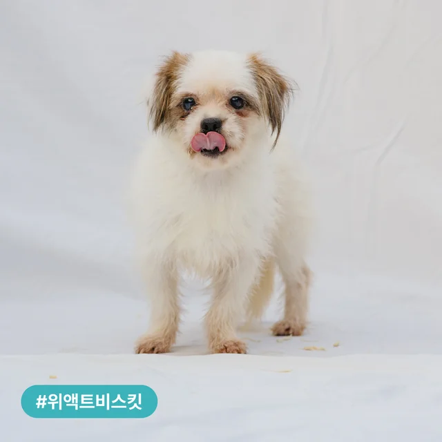 시보호소 구조견, 가족을 기다립니다! 현장 사진