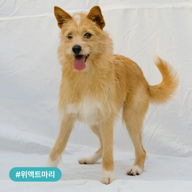 시보호소 구조견, 가족을 기다립니다! 현장 사진