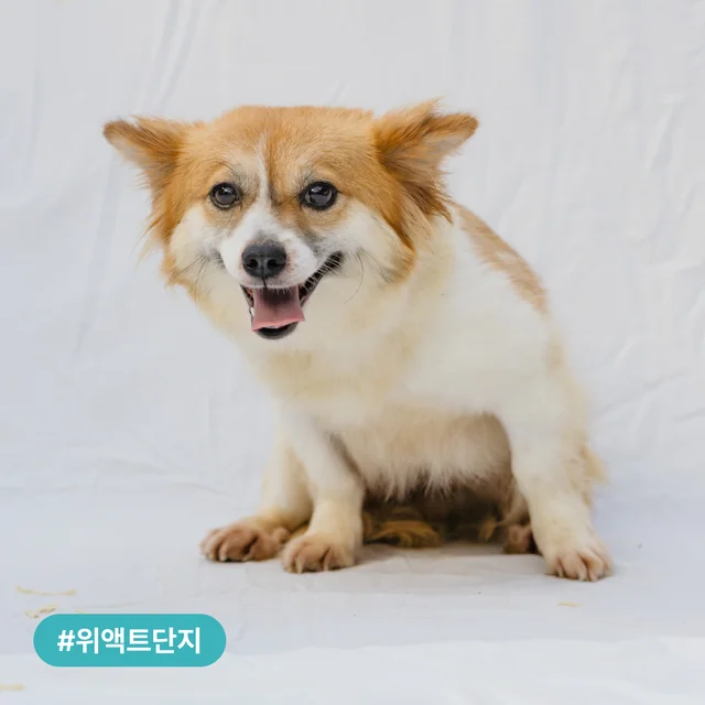 시보호소 구조견, 가족을 기다립니다! 현장 사진
