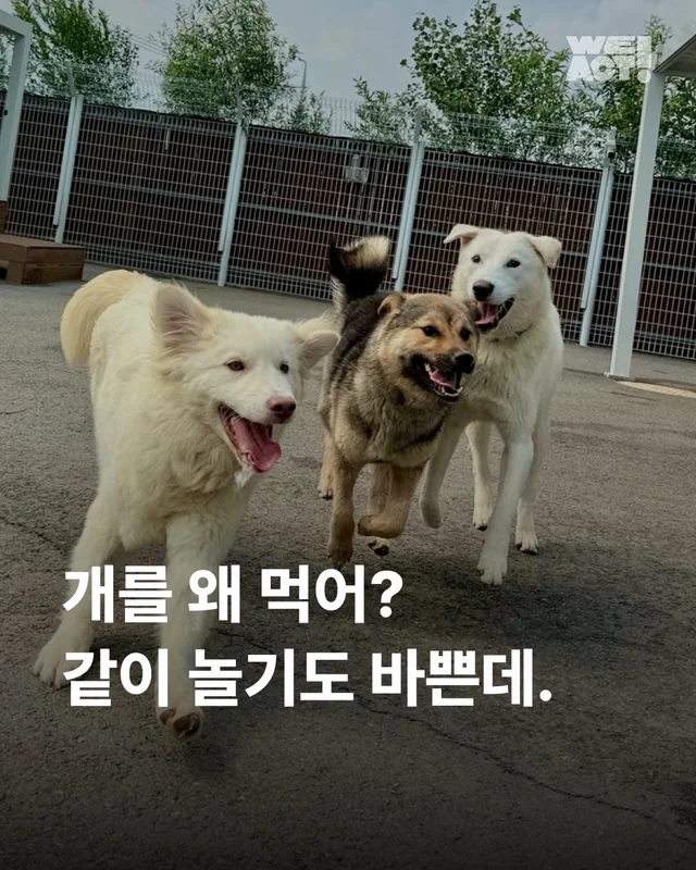 개를 왜 먹어? 같이 놀기도 바쁜데. 현장 사진
