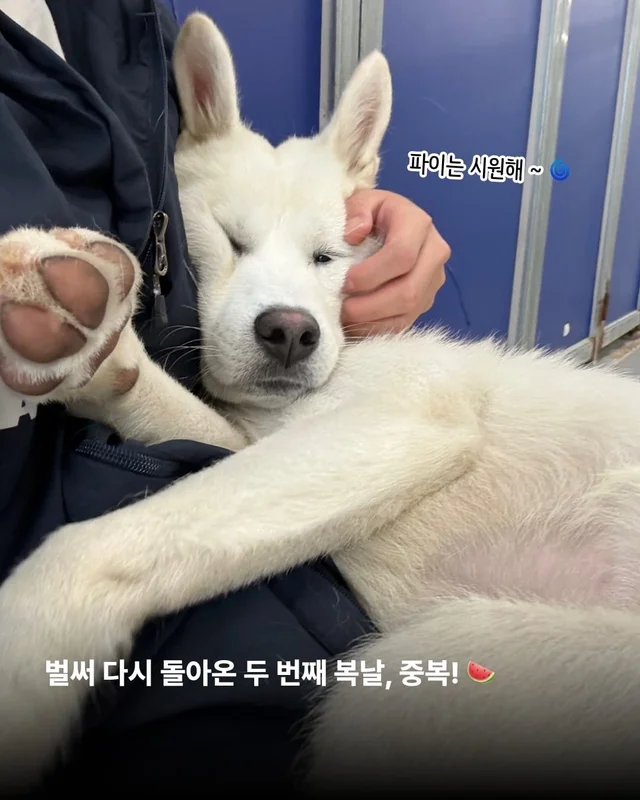 개를 왜 먹어? 같이 놀기도 바쁜데. 현장 사진