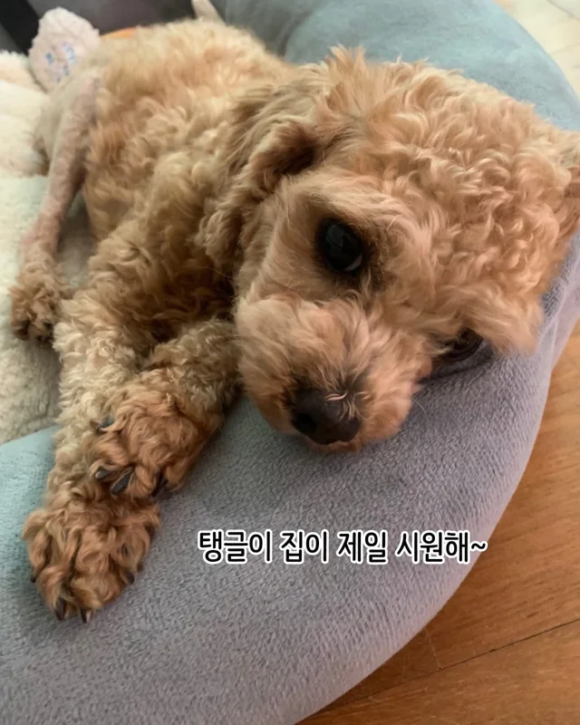 개를 왜 먹어? 같이 놀기도 바쁜데. 현장 사진