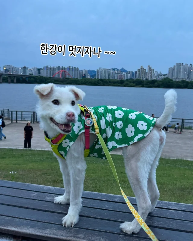 개를 왜 먹어? 같이 놀기도 바쁜데. 현장 사진