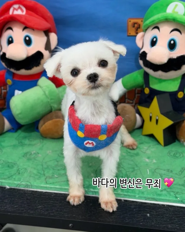 개를 왜 먹어? 같이 놀기도 바쁜데. 현장 사진