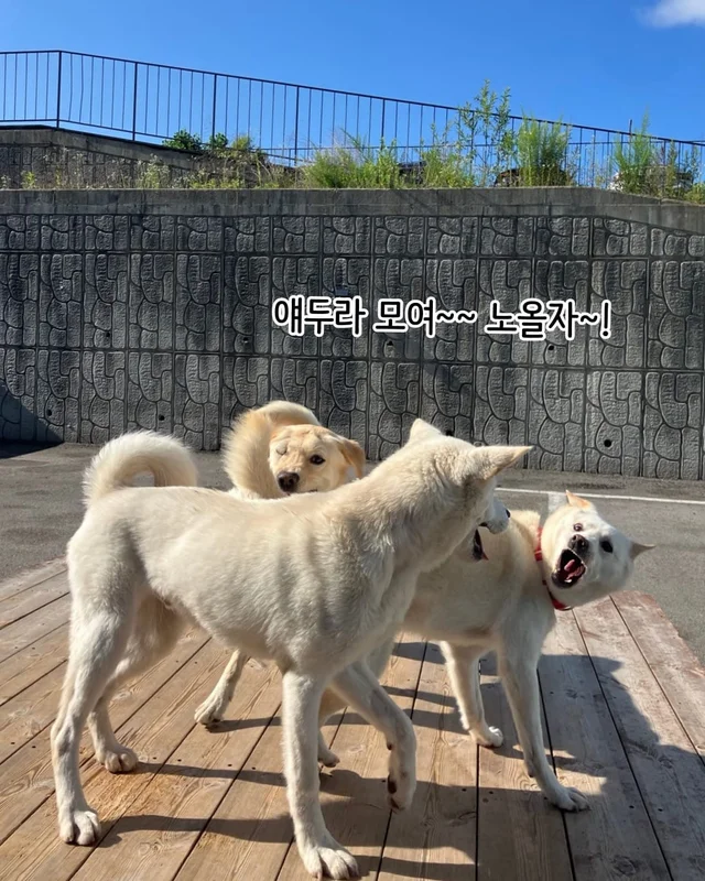 개를 왜 먹어? 같이 놀기도 바쁜데. 현장 사진