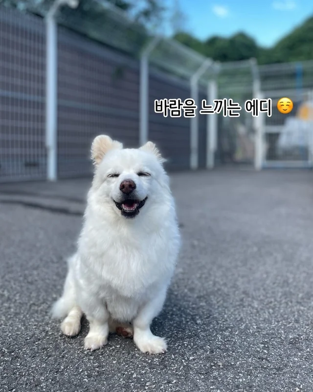 개를 왜 먹어? 같이 놀기도 바쁜데. 현장 사진