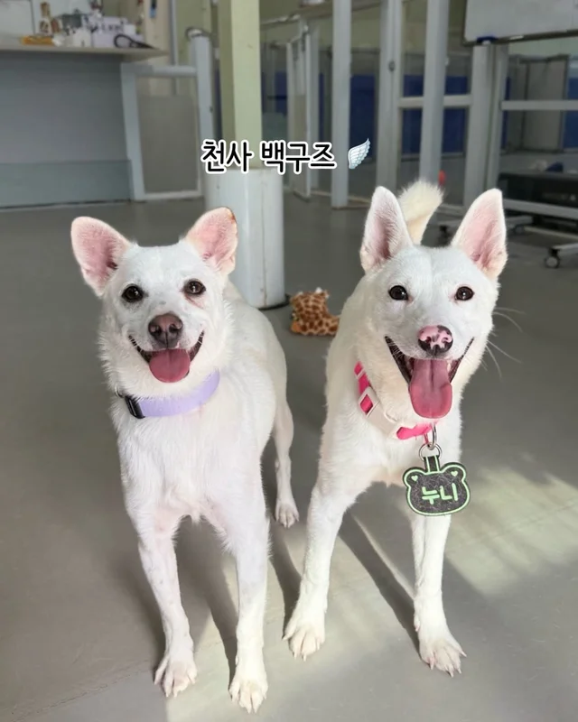 개를 왜 먹어? 같이 놀기도 바쁜데. 현장 사진