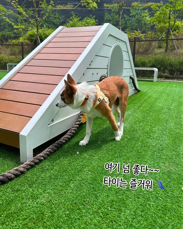 개를 왜 먹어? 같이 놀기도 바쁜데. 현장 사진