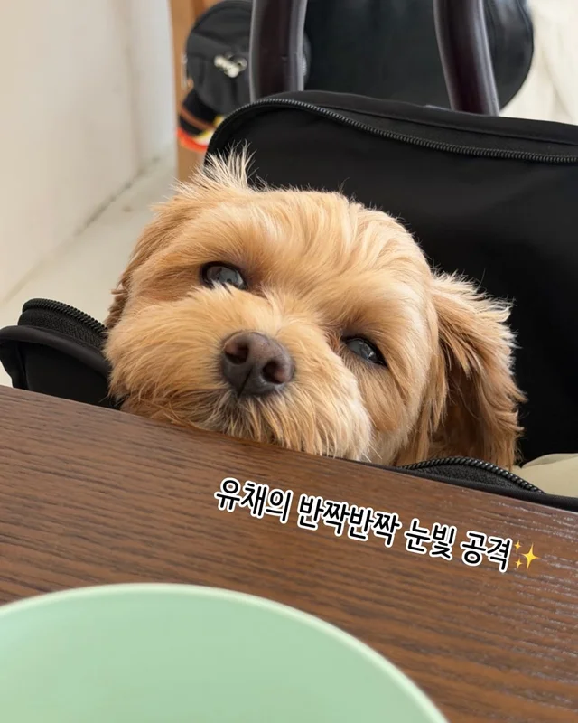 개를 왜 먹어? 같이 놀기도 바쁜데. 현장 사진