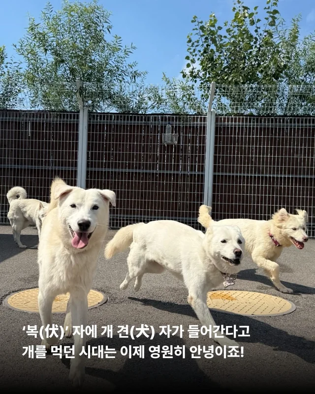 개를 왜 먹어? 같이 놀기도 바쁜데. 현장 사진