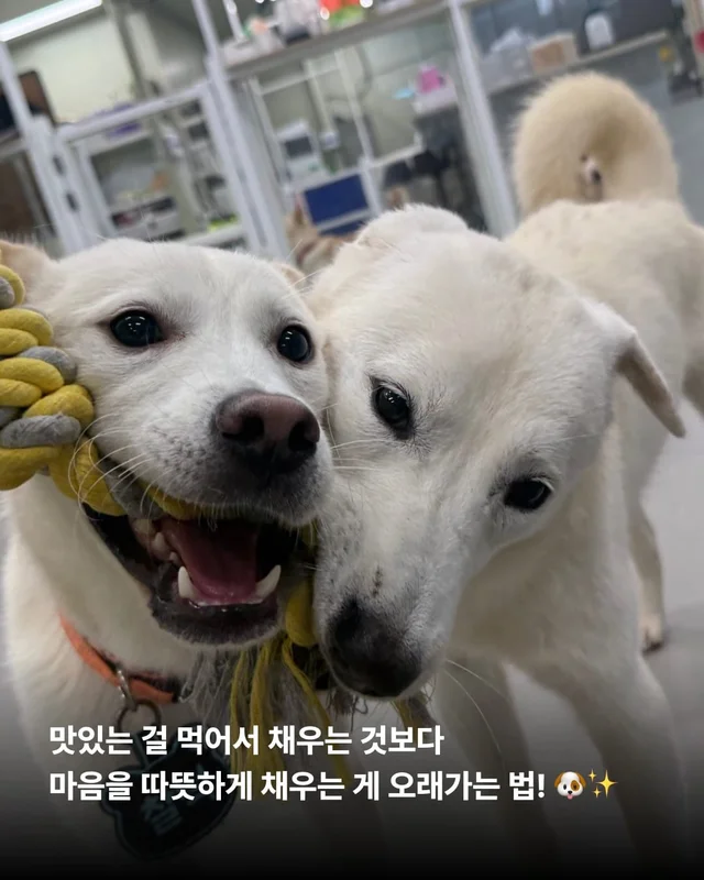 개를 왜 먹어? 같이 놀기도 바쁜데. 현장 사진