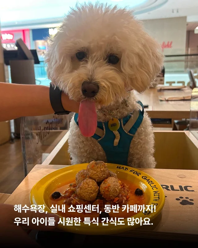 개를 왜 먹어? 같이 놀기도 바쁜데. 현장 사진