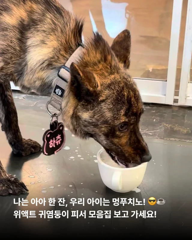 개를 왜 먹어? 같이 놀기도 바쁜데. 현장 사진