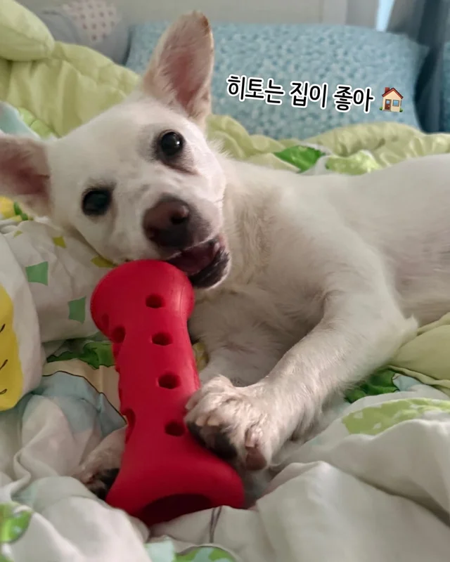 개를 왜 먹어? 같이 놀기도 바쁜데. 현장 사진