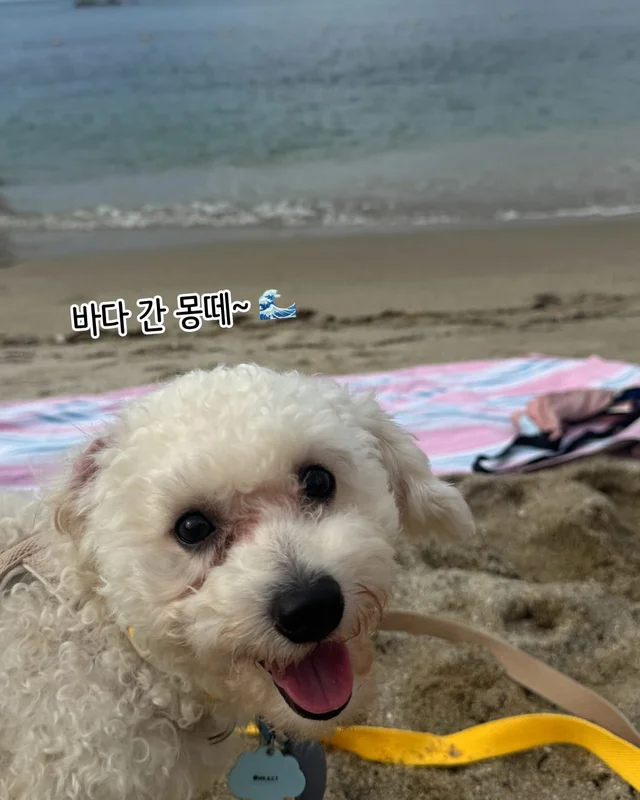 개를 왜 먹어? 같이 놀기도 바쁜데. 현장 사진