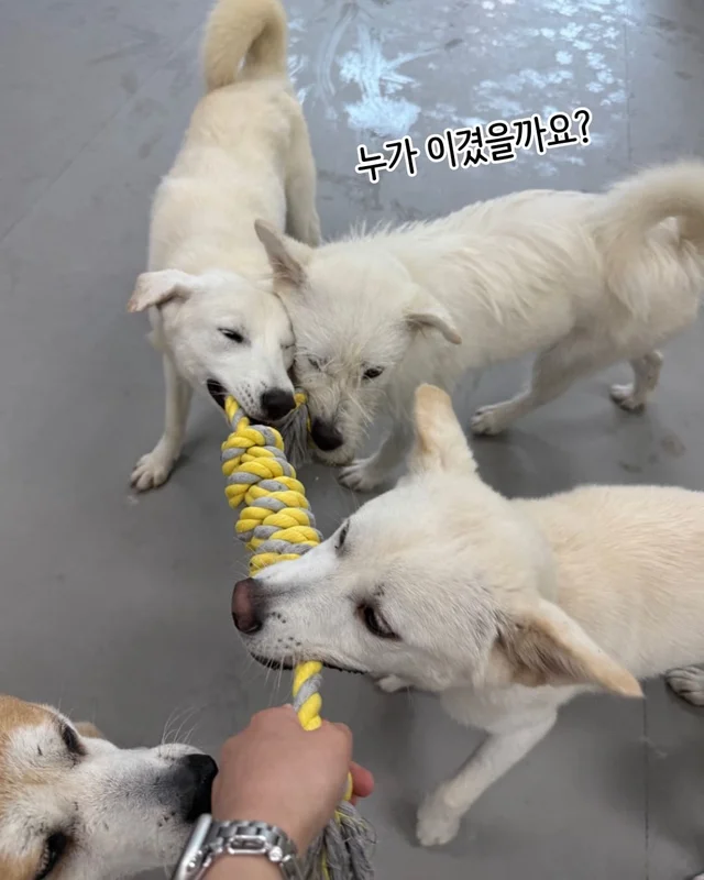 개를 왜 먹어? 같이 놀기도 바쁜데. 현장 사진