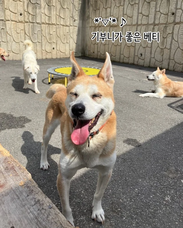 개를 왜 먹어? 같이 놀기도 바쁜데. 현장 사진