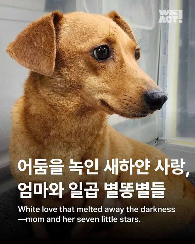 어둠을 녹인 새하얀 사랑, 엄마와 일곱 별똥별들 현장 사진