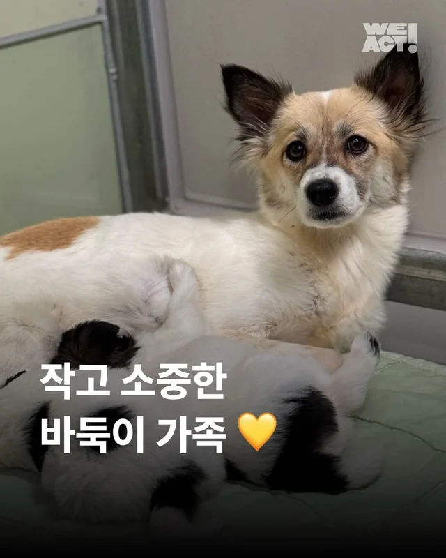 작고 소중한 바둑이 가족 #위액트고운 #위액트말랑 #.. 현장 사진