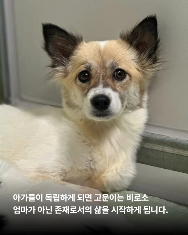 작고 소중한 바둑이 가족 #위액트고운 #위액트말랑 #.. 현장 사진