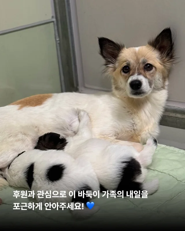 작고 소중한 바둑이 가족 #위액트고운 #위액트말랑 #.. 현장 사진