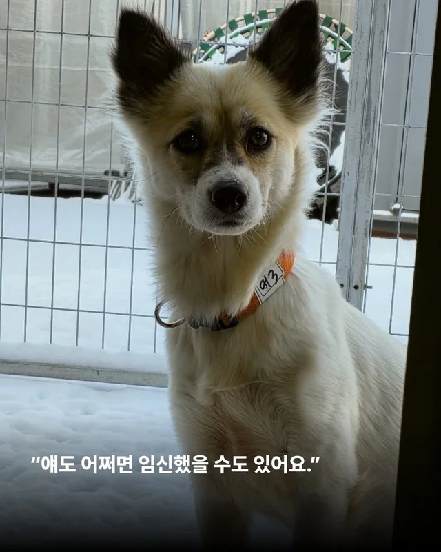 작고 소중한 바둑이 가족 #위액트고운 #위액트말랑 #.. 현장 사진