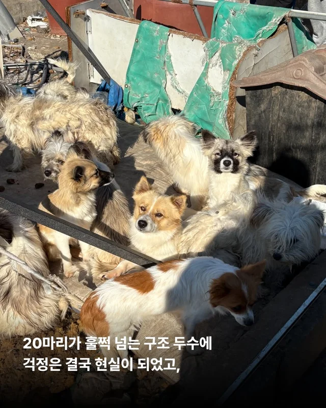 작고 소중한 바둑이 가족 #위액트고운 #위액트말랑 #.. 현장 사진