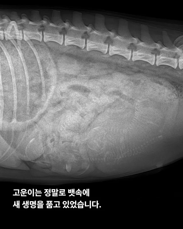 작고 소중한 바둑이 가족 #위액트고운 #위액트말랑 #.. 현장 사진